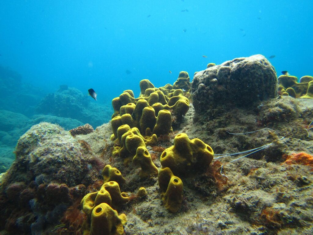 Champagne Reef at Soufrière, Dominica, snorkelling over volcanic vents releasing warm bubbles