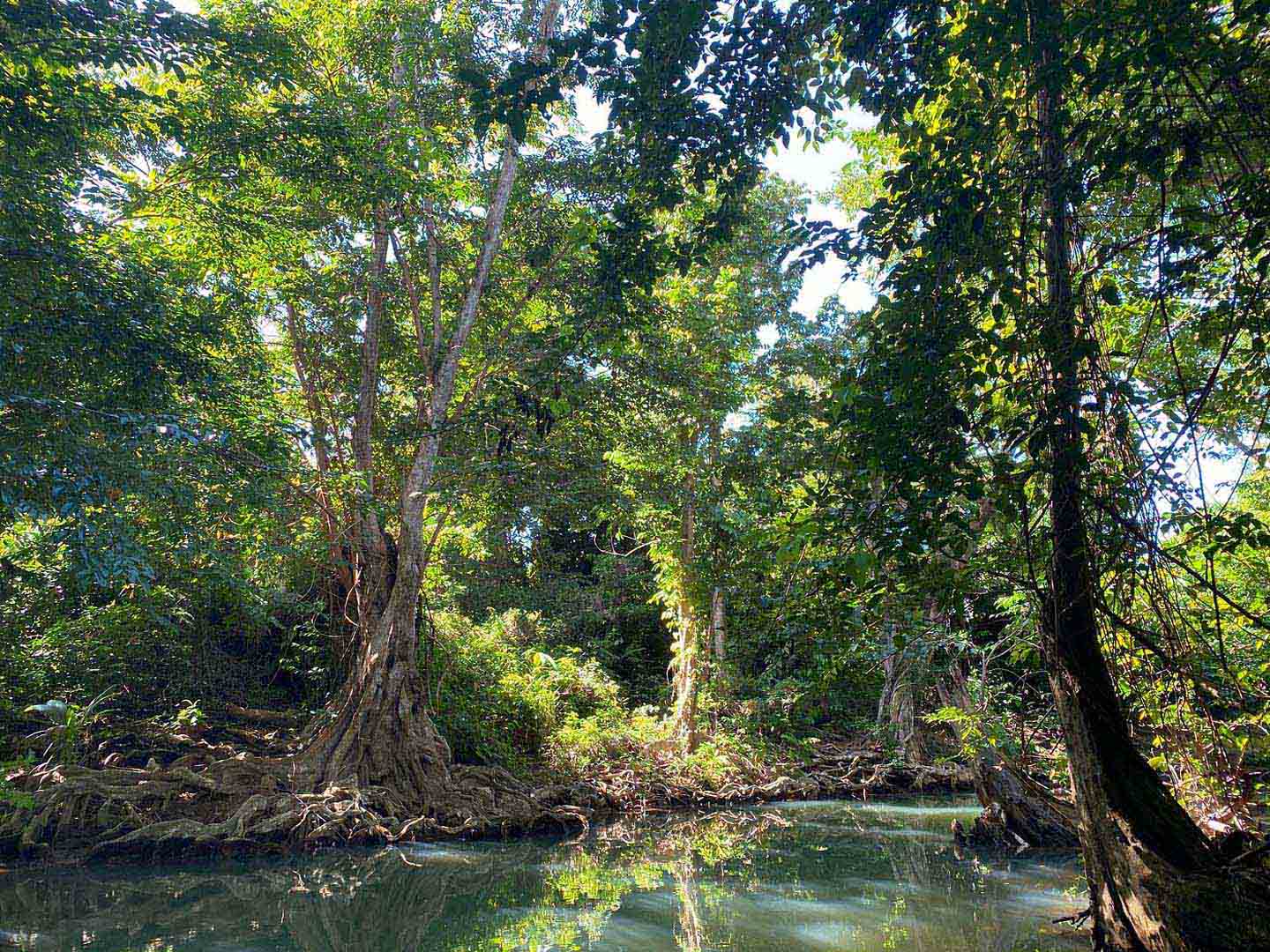 Rowboat tour on the Indian River at Portsmouth, Dominica, near Pagua Bay House oceanfront cabanas