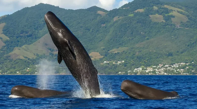 Sperm whales in the waters off Dominica, resident pod visible year-round on the west coast